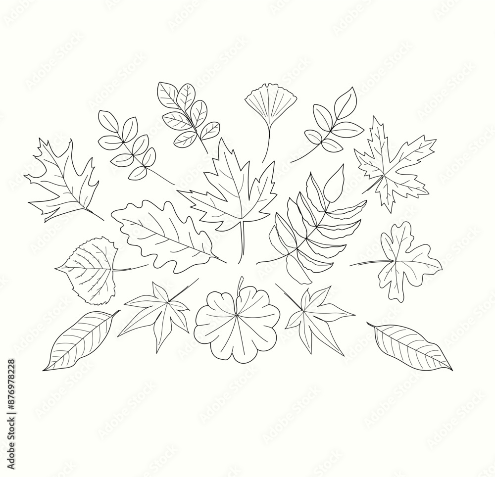 Fototapeta premium collection forest foliage natural leaves herbs in line style. Isolated on white background. Decorative beauty elegant illustration for design hand drawn flower.