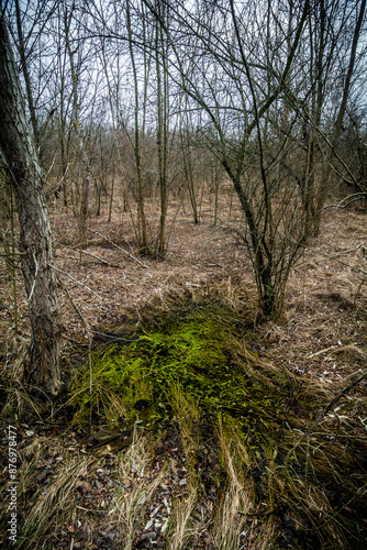 a small swampy pond in the forest surrounded by bare trees and dry grass against the background of a gray gloomy sky photo