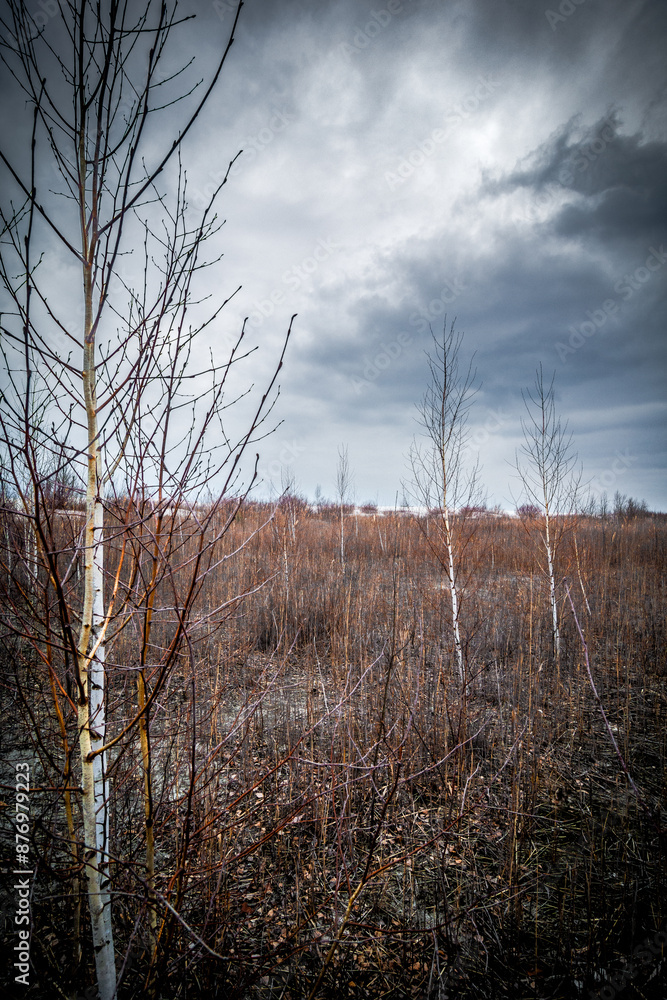 young birch trees growing in yellow reeds, against the backdrop of a gloomy gray sky with clouds young birch trees growing in yellow reeds, against the backdrop of a gloomy gray sky with clouds