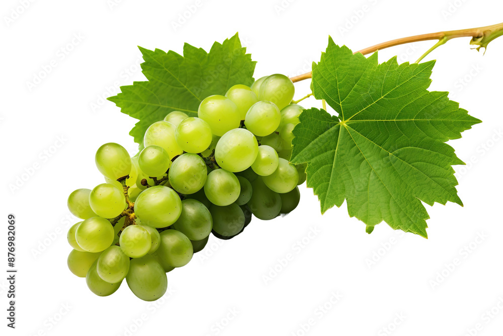 A Cluster of Green Grapes and Lush Leaves on a Sunny Summer Day on a White or Clear Surface PNG Transparent Background. A Cluster of Green Grapes and Lush Leaves on a Sunny Summer Day on a White or Clear Surface PNG Transparent Background.