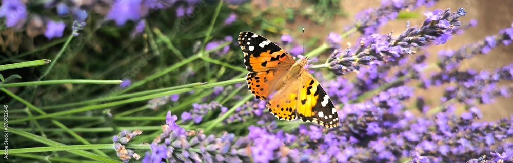 Lavender field in the summer with butterfly banner. Lavender fields, grass, purple aromatic plant, lavender bush, Provence, simmer flowers, closeup lavender detailed. Lavender field in the summer with butterfly banner. Lavender fields, grass, purple aromatic plant, lavender bush, Provence, simmer flowers, closeup lavender detailed.