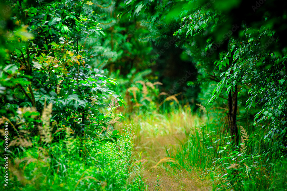ścieżka w zielonym lesie z bujną roślinnością