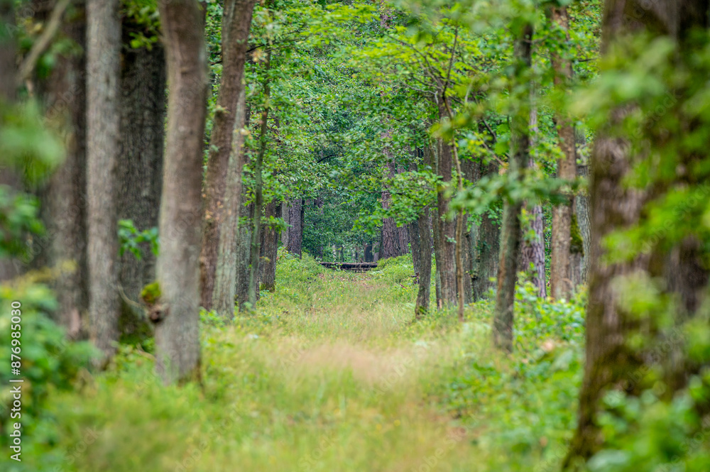 Fototapeta premium ścieżka w zielonym lesie z bujną roślinnością