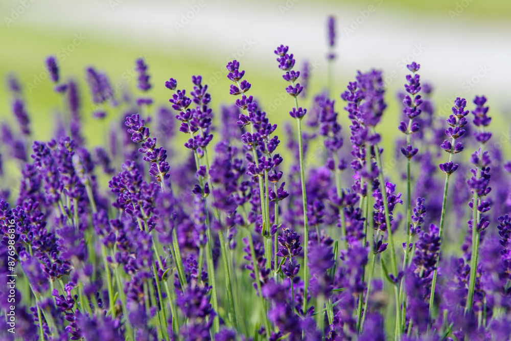 Naklejka premium kwitnąca lawenda w ogrodzie jako tło do projektu