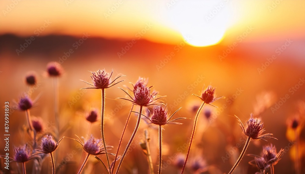  art wild flowers in a meadow at sunset macro image shallow depth of field abstract august summer nature background