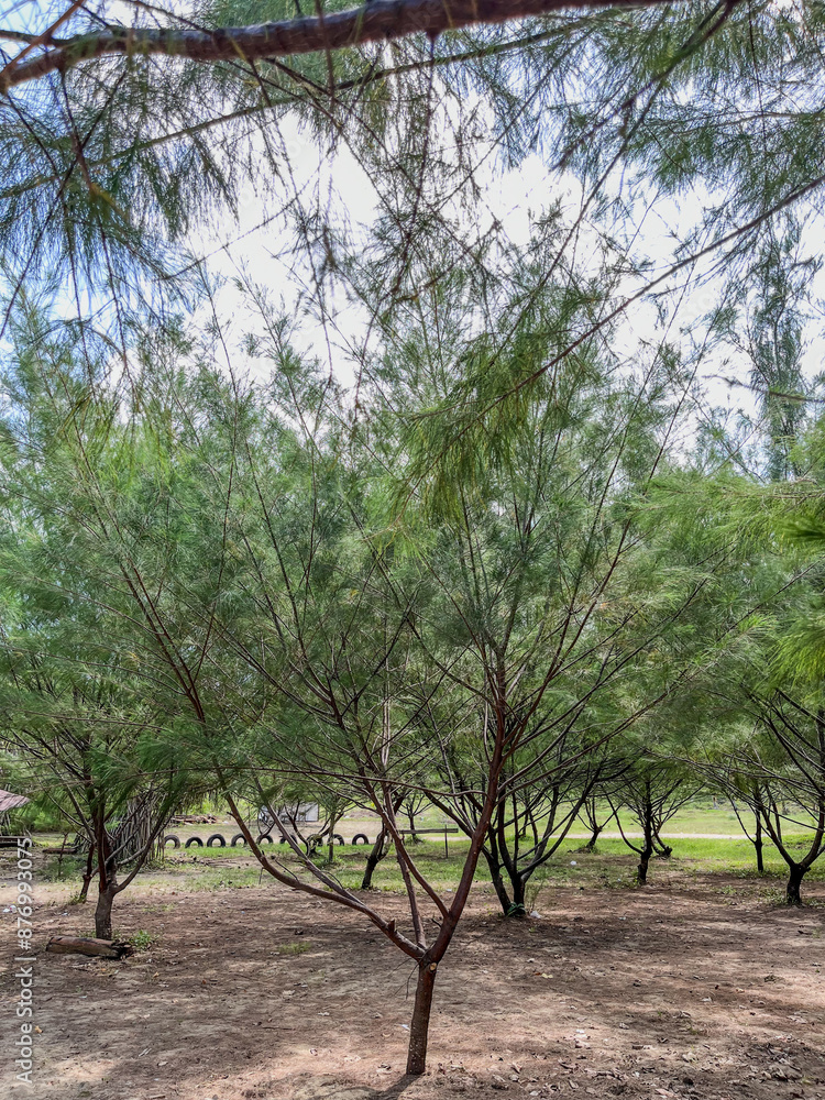 trees in the park