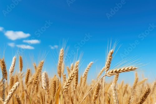 Wallpaper Mural PNG Brown wheat field border sky agriculture outdoors. Torontodigital.ca