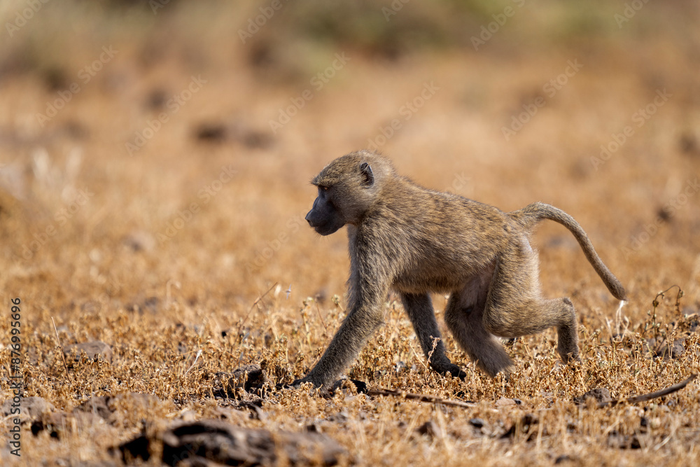 Obraz premium olive baboon in Samburu national park