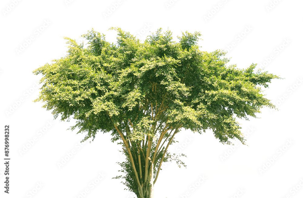 Obraz premium Green trees on a white background