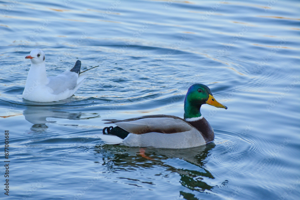 Obraz premium duck on the lake