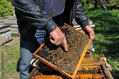 Raznik Mouradyan, beekeeper at Vedi, showing a frame covered with bees, a village in Ararat plain, Artashat, Armenia, Eurasia photo