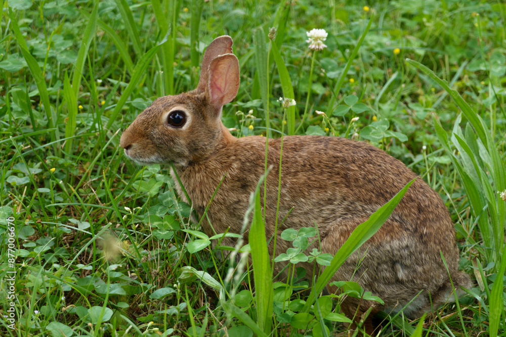 Fototapeta premium leprotto selvatico