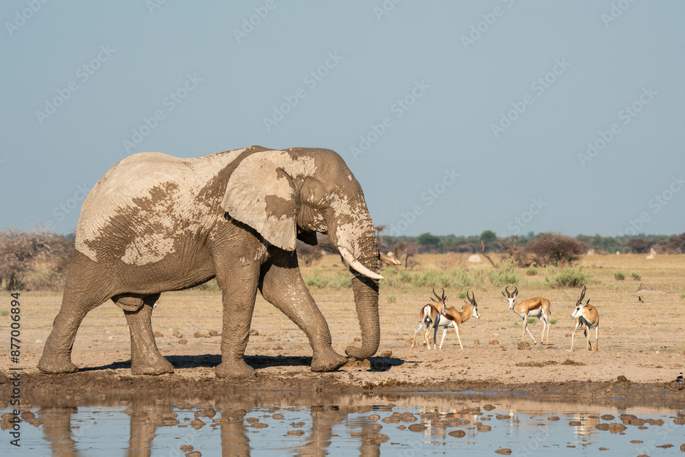 African elephant (Loxodonta africana) and springboks (Antidorcas marsupialis) at waterhole, Nxai Pan National Park, Botswana, Africa African elephant (Loxodonta africana) and springboks (Antidorcas marsupialis) at waterhole, Nxai Pan National Park, Botswana, Africa
