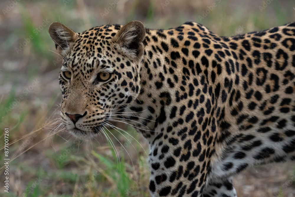 Portrait of a leopard (Panthera pardus), Savuti, Chobe National Park, Botswana, Africa Portrait of a leopard (Panthera pardus), Savuti, Chobe National Park, Botswana, Africa