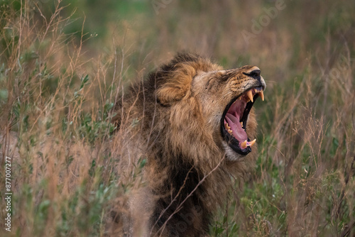 Lion (Panthera leo) flehming, Savuti, Chobe National Park, Botswana, Africa photo