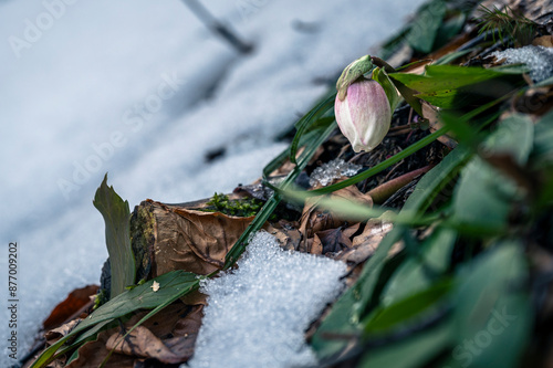 Valbruna and Val Saisera at the end of winter. Between the snow and the first flowers of the new season photo