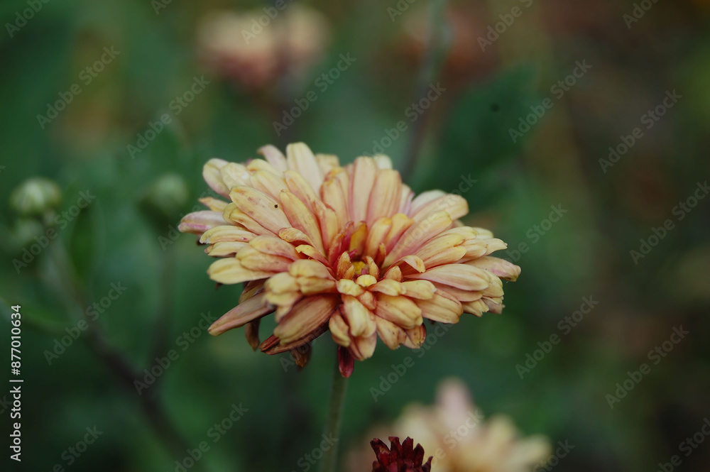 close-up orange chrysanthemum blurred background, macro