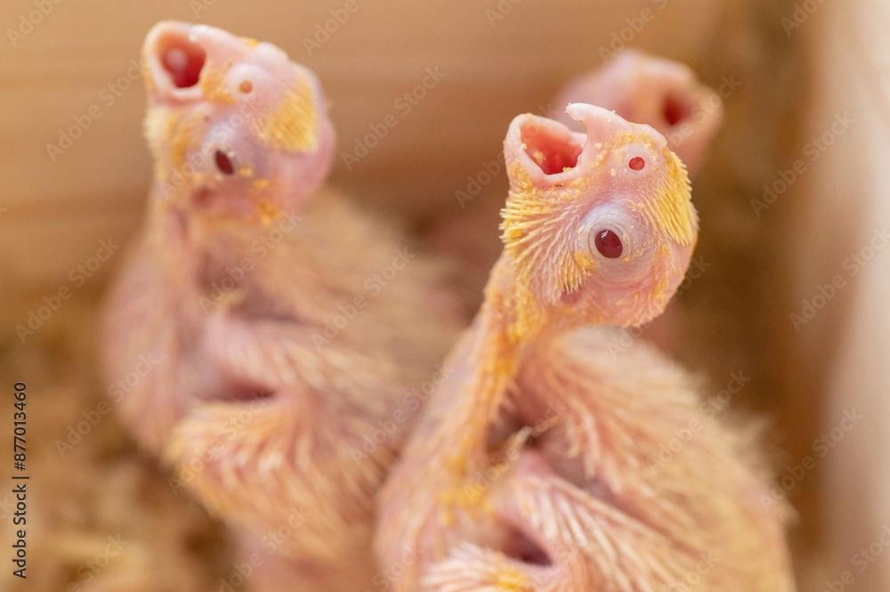 Naklejka premium 餌をねだるオカメインコの雛