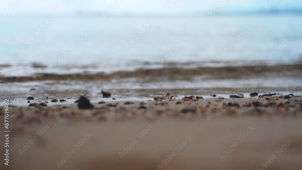 Close-Up of Seashells and Pebbles on a Tranquil Beach in Okinawa Japan Close-Up of Seashells and Pebbles on a Tranquil Beach in Okinawa Japan