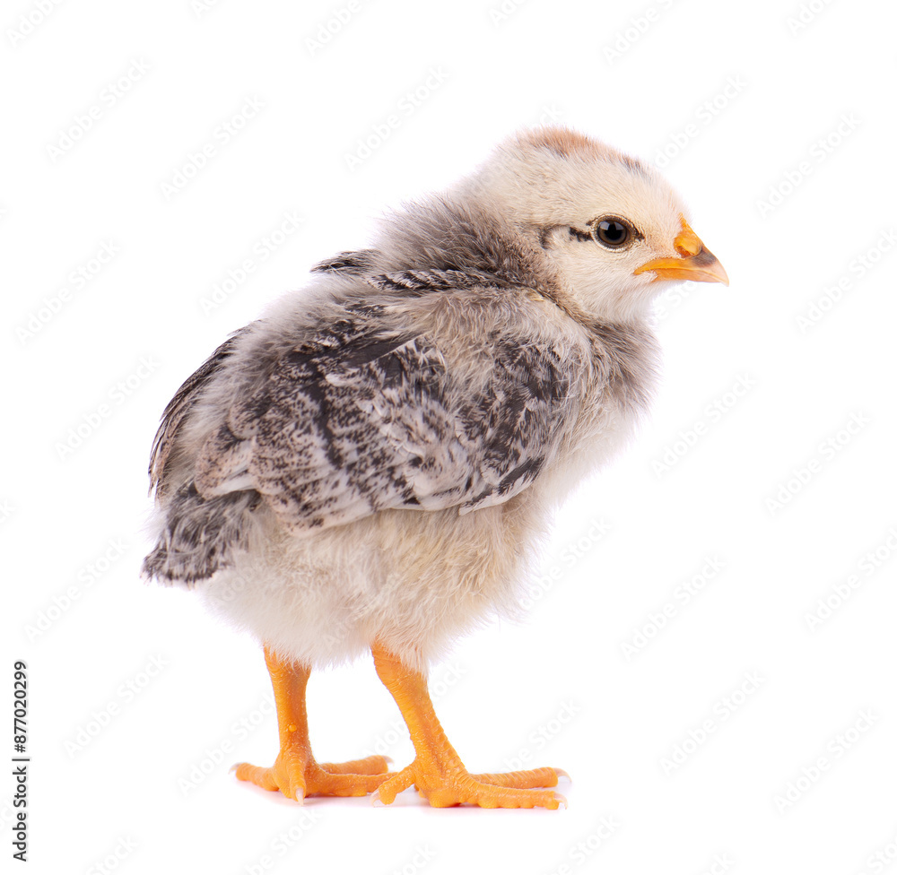 Newborn chicken isolated on white background. Little light gray chick. Farm animals. Newborn chicken isolated on white background. Little light gray chick. Farm animals.