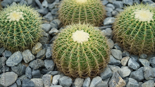 Cactus Oreocereus, a spiny ball shaped desert plant that likes heat and sun. Large cactus plants on stone ground.  photo