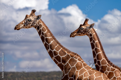 Canvas Print reticulated giraffe in samburu national park