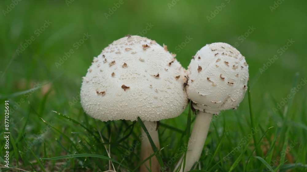 Shallow depth of field chlorophyllum molybdites or green-spored parasol and vomiter growing in the grass field. (Poisonous mushroom) Shallow depth of field chlorophyllum molybdites or green-spored parasol and vomiter growing in the grass field. (Poisonous mushroom)