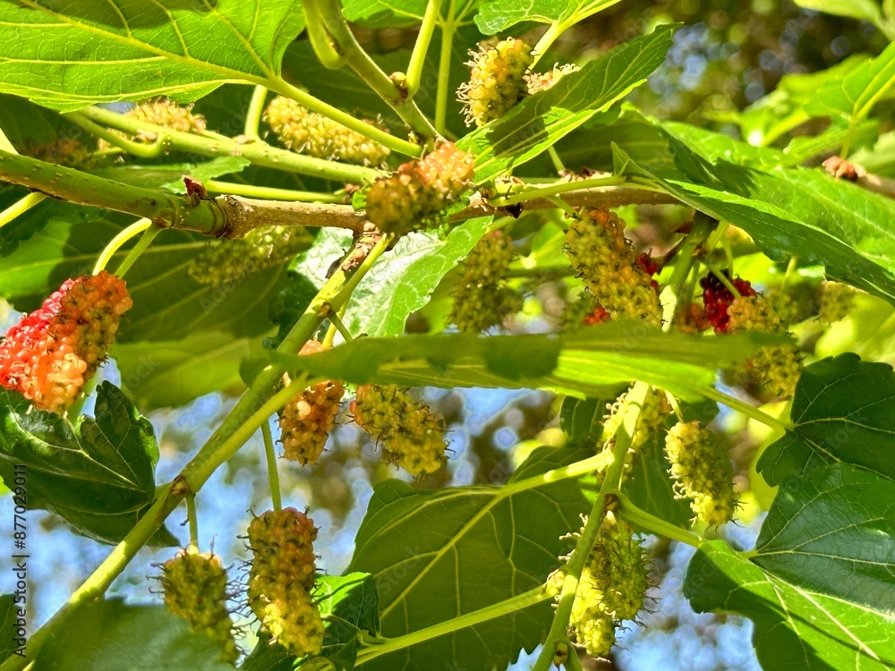 mulberry
mulberry