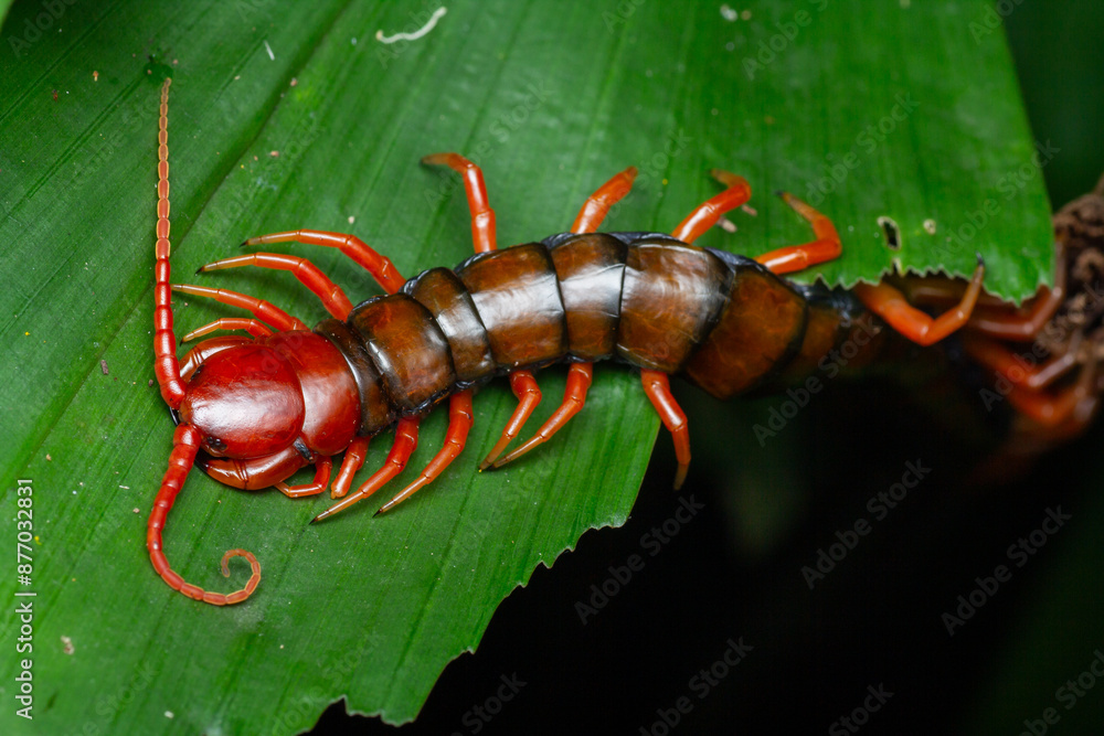 A macro photo for Giant centipede (Scolopendra sp.) on green leaf. The ...