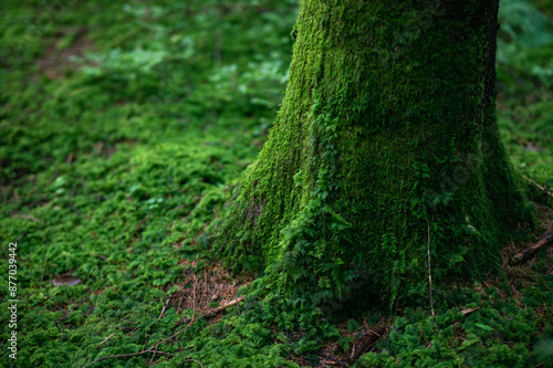 Green moss in the forest. Beautiful Green moss grown up cover the tree trunk