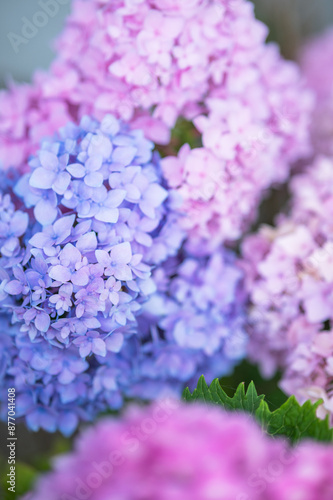 Flower heads of hydrangea flowers