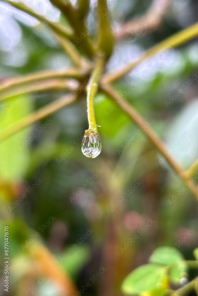 A close-up photo capturing a raindrop resting on vibrant green moringa leaves. The delicate droplet enhances the intricate vein patterns and natural beauty of the Moringa oleifera plant. A close-up photo capturing a raindrop resting on vibrant green moringa leaves. The delicate droplet enhances the intricate vein patterns and natural beauty of the Moringa oleifera plant.