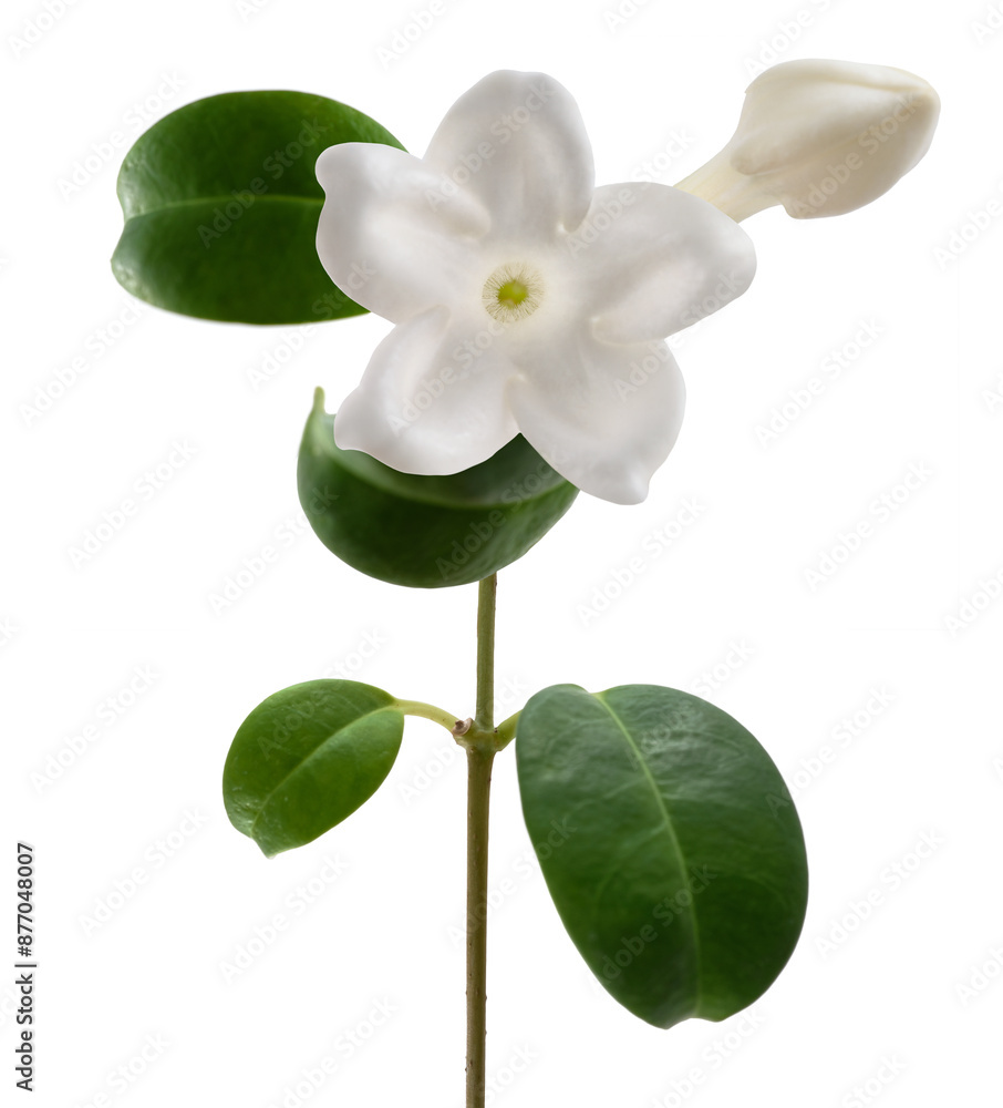 Fototapeta premium Madagascar jasmine flower