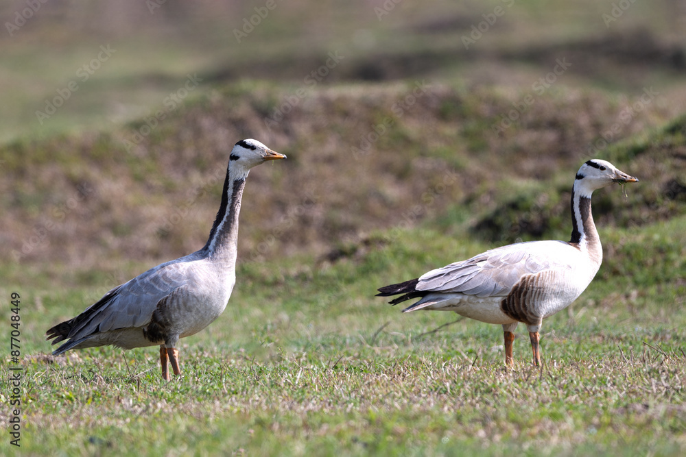 Naklejka premium bar headed goose, nature, wildlife, bird, beak, feather, fauna, wild, grass, feathers, beautiful, birdwatching, goose, animal, birding, geese, colour image, close, animal portrait, colorful, aquatic, 