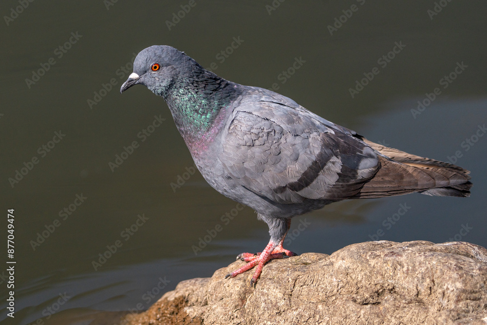 Obraz premium Rock pigeon or Common pigeon is a member of the bird family Columbidae (doves and pigeons). It is often referred to as the pigeon