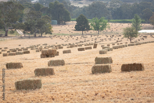 rectangular bales of hay waiting to be picked up photo