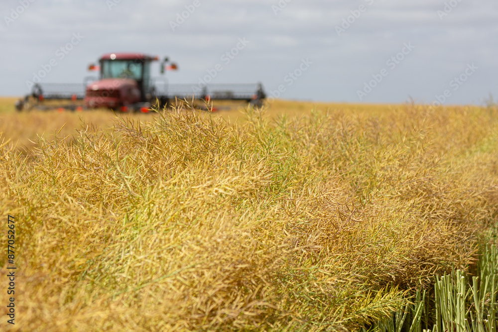 Machine cutting canola into rows (windrows) on a farm Machine cutting canola into rows (windrows) on a farm