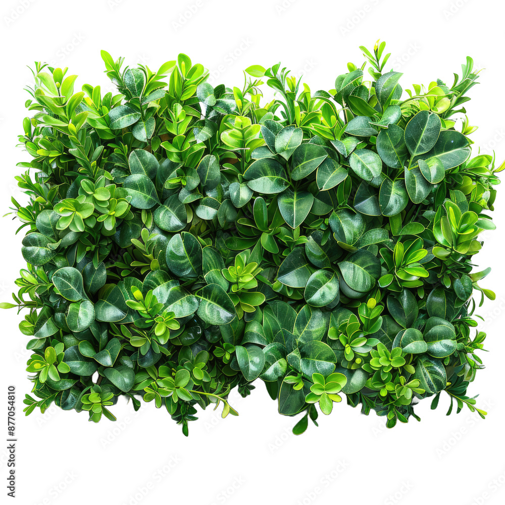 Obraz premium Green hedge or Green Leaves Wall isolated on a white transparent background