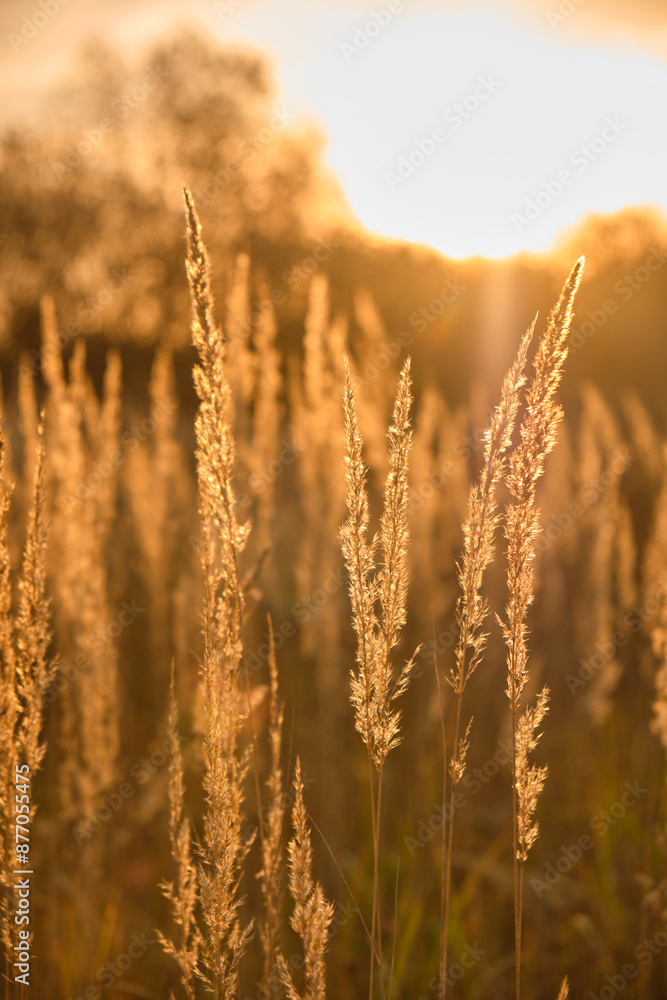 Fototapeta premium Golden Whispers: Fluffy Grass Tufts Bathed in Contrasting Sunset Light