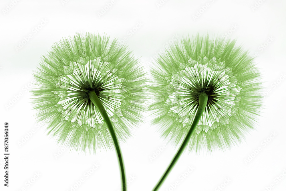 Two green Dandelions on a white background. Freedom to Wish. Abstract dandelion flower background. Seed macro closeup. Nature background with dandelion. Fragility. Banner nature Two green Dandelions on a white background. Freedom to Wish. Abstract dandelion flower background. Seed macro closeup. Nature background with dandelion. Fragility. Banner nature