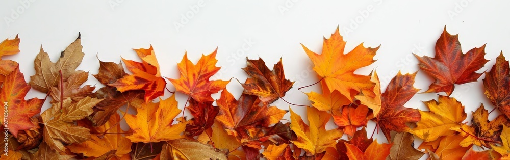 Autumn Splendor in Maple Leaves on White Autumn Splendor in Maple Leaves on White