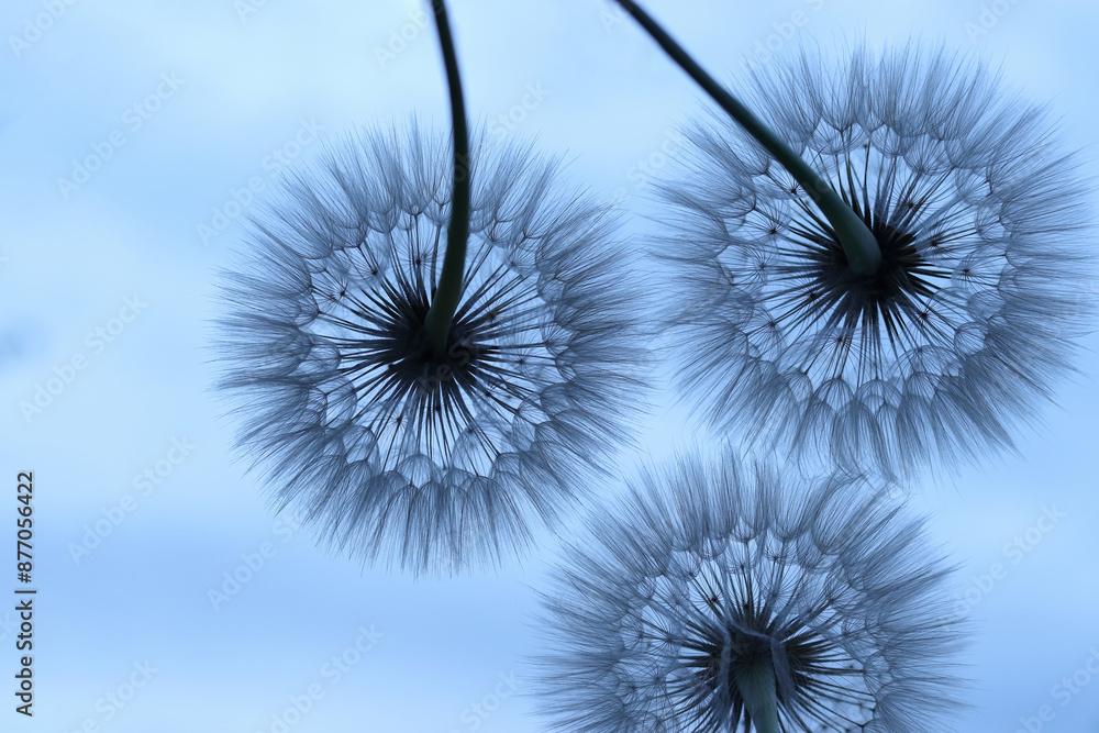 Obraz premium Three blue Dandelions on a blue background. Freedom to Wish. Abstract dandelion flower background. Seed macro closeup. Nature background with dandelion. Fragility. Banner nature