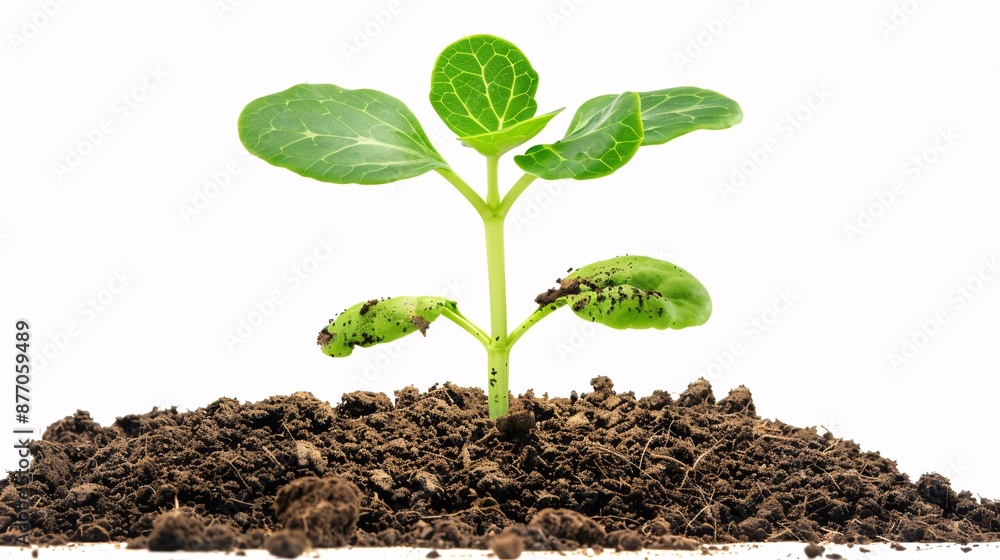 Green seedling growing on the ground in the rain Green seedling growing on the ground in the rain