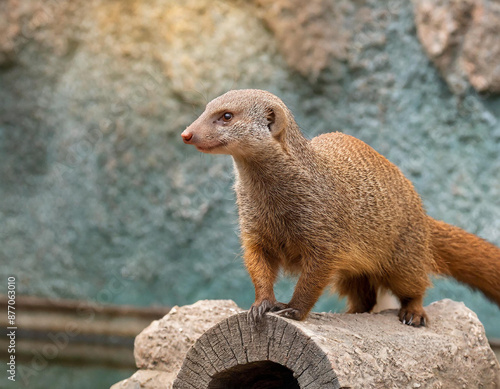 mongoose animals photo