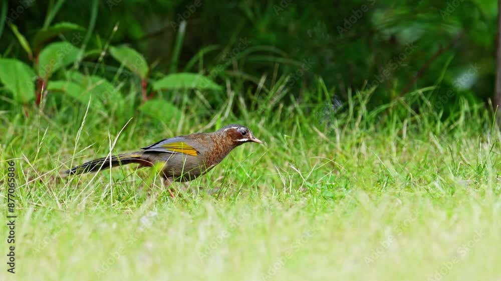 White-whiskered Laughingthrush searching for food in the ground in slow motion White-whiskered Laughingthrush searching for food in the ground in slow motion