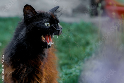 Obraz na plátně Portrait of angry and frightened cat that hisses and growls at someone