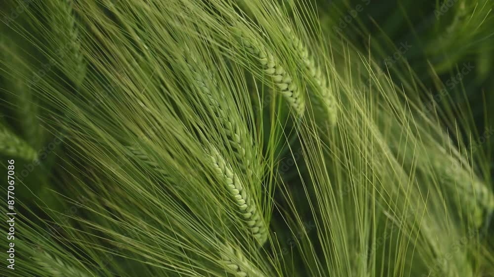 Raw product. Close up view of growing green wheat on agricultural field. Raw product. Close up view of growing green wheat on agricultural field.