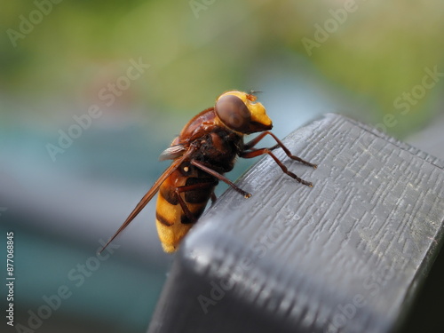 Macro Hornet Bee