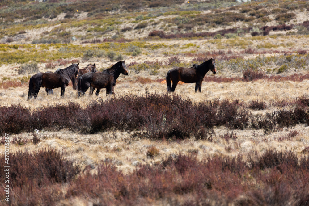 Wild (feral) Snowy Mountains brumbies grazing open grassland Wild (feral) Snowy Mountains brumbies grazing open grassland