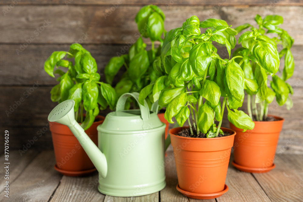 Naklejka premium Fresh basil plant in a pot on a textured background. Fresh organic basil leaves. Spices. Vegan. Home gardening on kitchen. Home planting and food growing. basil plant Copy space.